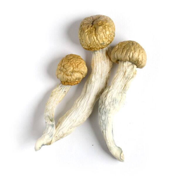 Albino Penis Envy Mushrooms (A+)